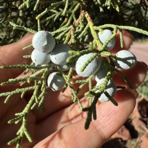 Juniper Salve