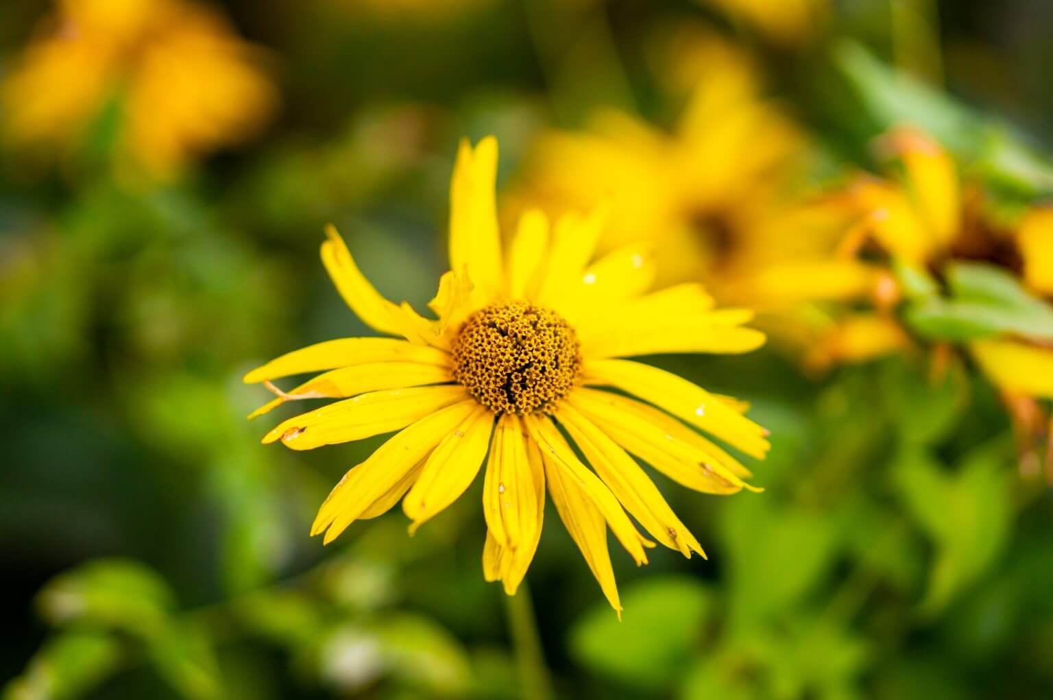 arnica