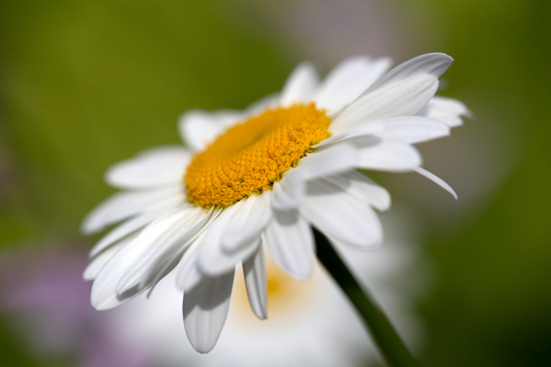 chamomile